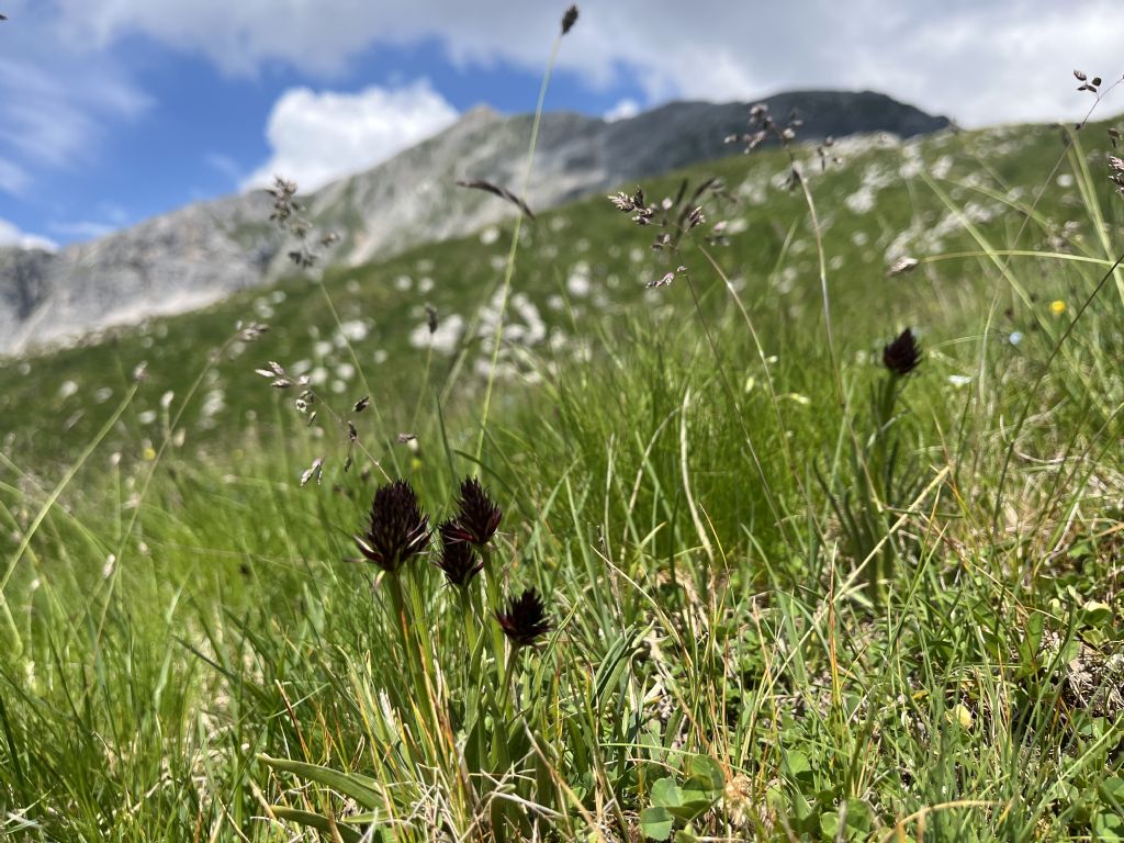 Dion - Soran 2399 m......Brenta
